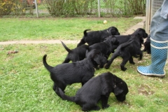 welpen april 041